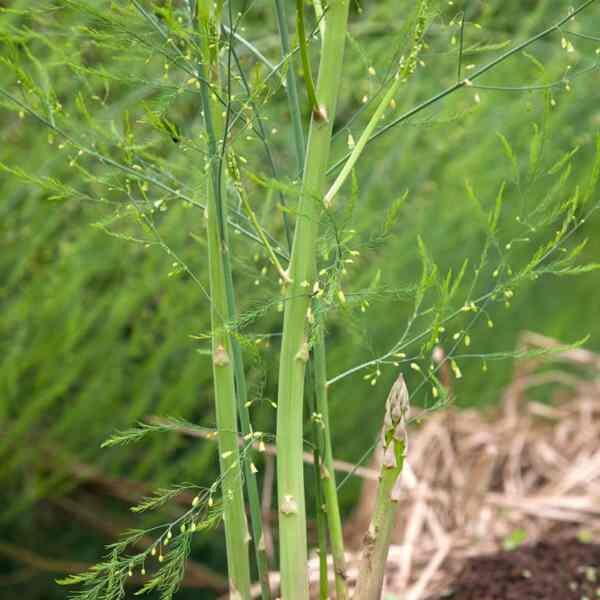 asparagus-earl-of-aegenteuil-seeds-1 asparagus-earl-of-aegenteuil-seeds-1