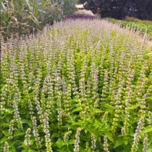 basil-mrs-burns-lime-seeds-3