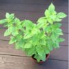 basil-mrs-burns-lime-seeds-6