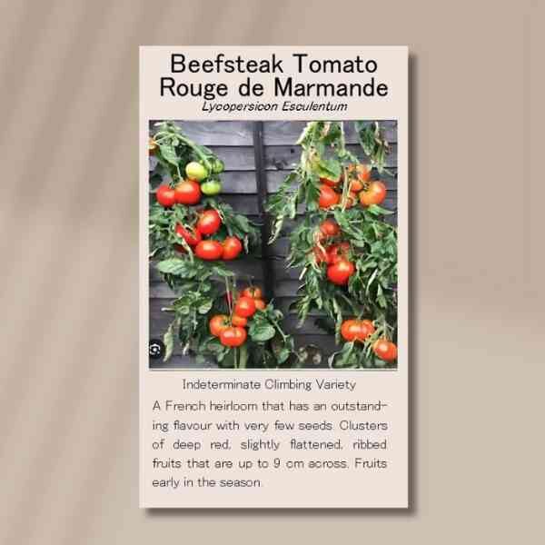 beefsteak-tomato-rouge-de-marmande-front beefsteak-tomato-rouge-de-marmande-front