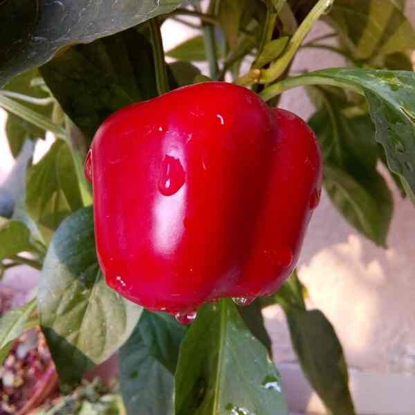 capsicum-california-wonder-seeds-1 capsicum-california-wonder-seeds-1
