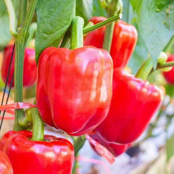 capsicum-california-wonder-seeds-2 capsicum-california-wonder-seeds-2