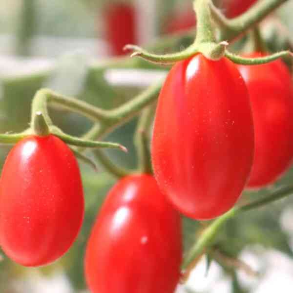 cherry-tomato-thai-pink-egg-seeds-3 cherry-tomato-thai-pink-egg-seeds-3