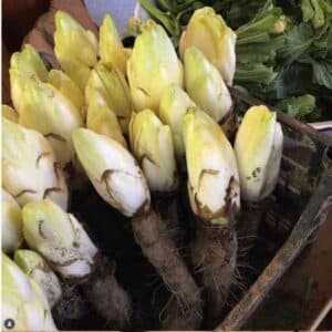 chicory-witloof-seeds-1