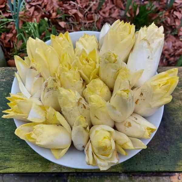 chicory-witloof-seeds-2 chicory-witloof-seeds-2