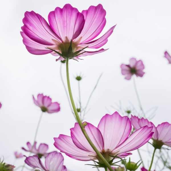 cosmos-candy-stripe-seeds-1 cosmos-candy-stripe-seeds-1
