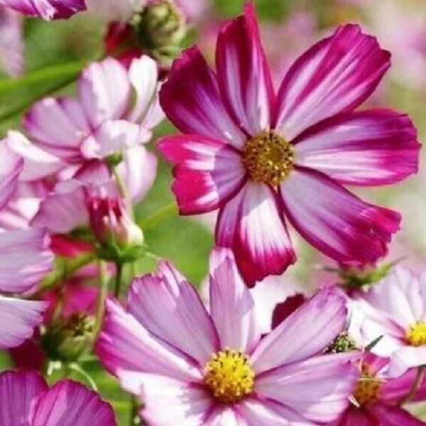 cosmos-candy-stripe-seeds-3 cosmos-candy-stripe-seeds-3