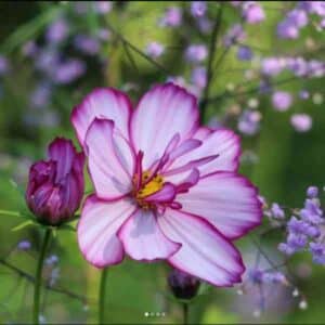 Cosmos Sensation Picotee