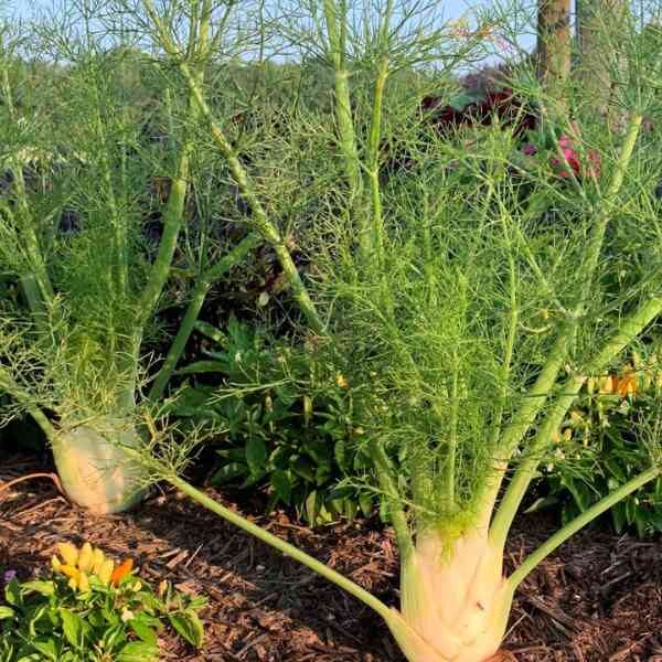 fennel-florence-seeds-2 fennel-florence-seeds-2