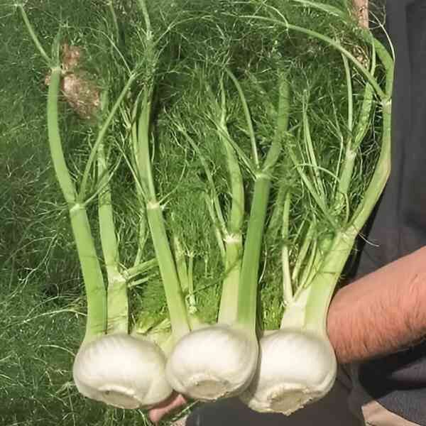 fennel-florence-seeds-4 fennel-florence-seeds-4