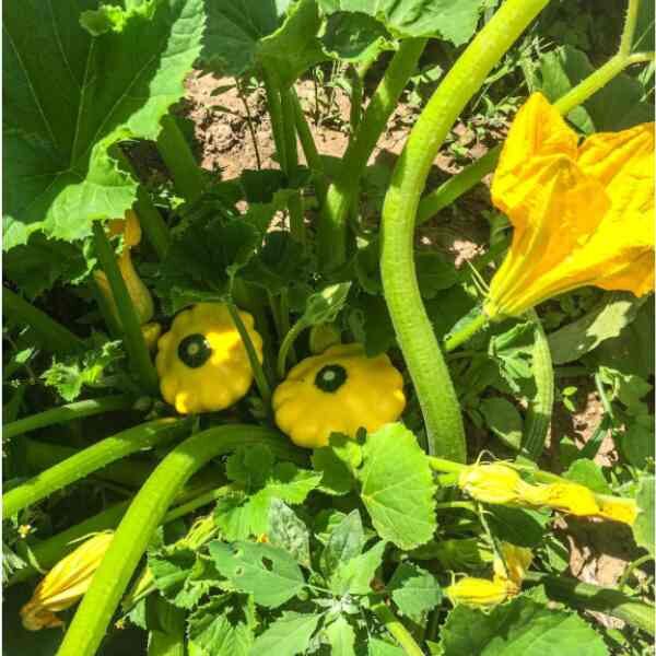 squash-golden-scallopini-seeds-2 squash-golden-scallopini-seeds-2
