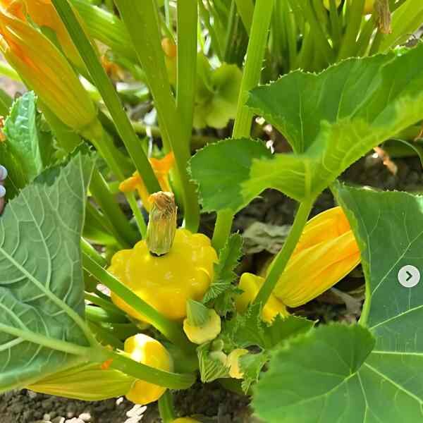 squash-golden-scallopini-seeds-3 squash-golden-scallopini-seeds-3
