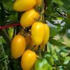 tomato-golden-roma-seeds-2