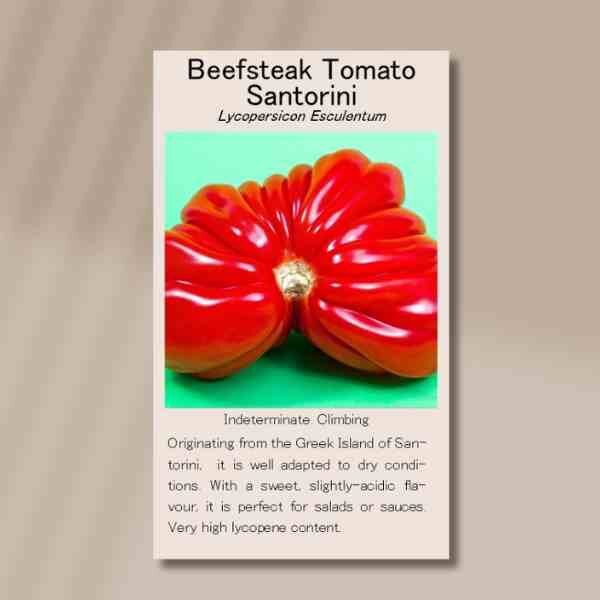 tomato-santorini-front tomato-santorini-front