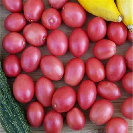 tomato-thai-pink-egg-seeds