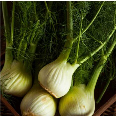 vegetable-florence-fennel-seeds