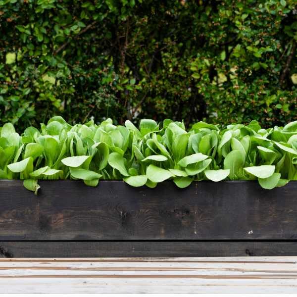 mustard-spinach-gai-choi-seeds-2 mustard-spinach-gai-choi-seeds-2