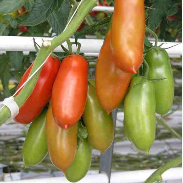 tomato-san-marzano-seeds-1 tomato-san-marzano-seeds-1