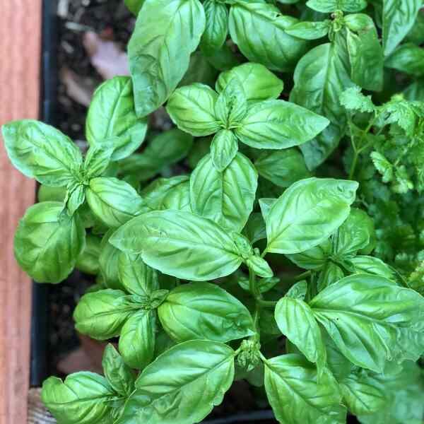 basil-gecofure-seeds=2 basil-gecofure-seeds=2