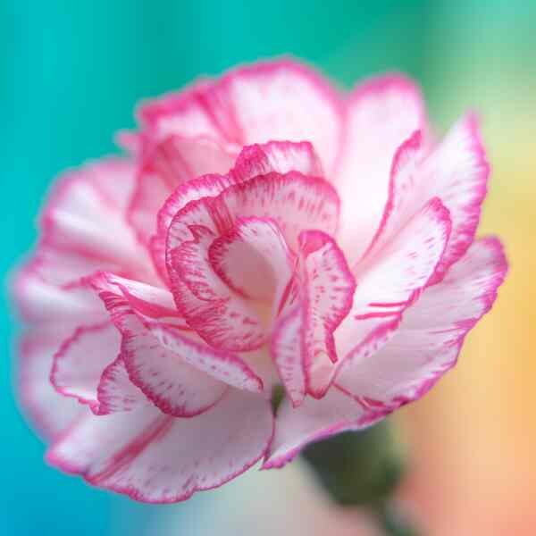 carnation-enfante-de-nice-mix-1 carnation-enfante-de-nice-mix-1