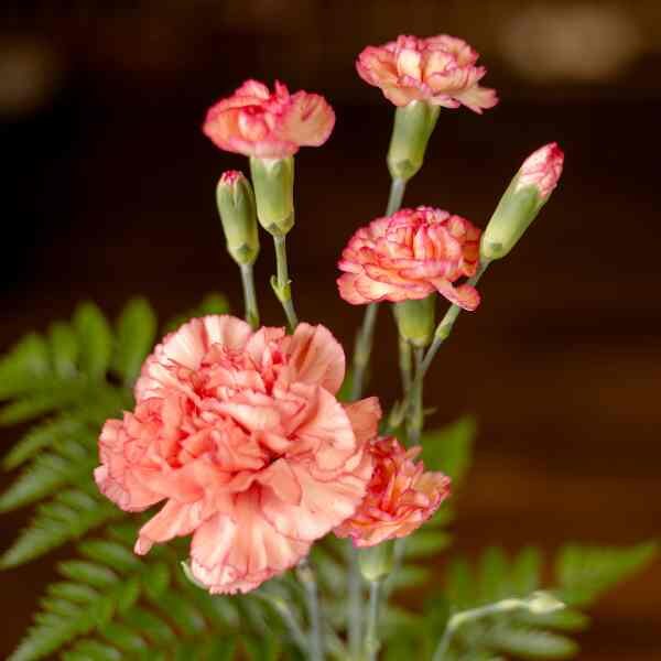 carnation-enfante-de-nice-mix-5 carnation-enfante-de-nice-mix-5