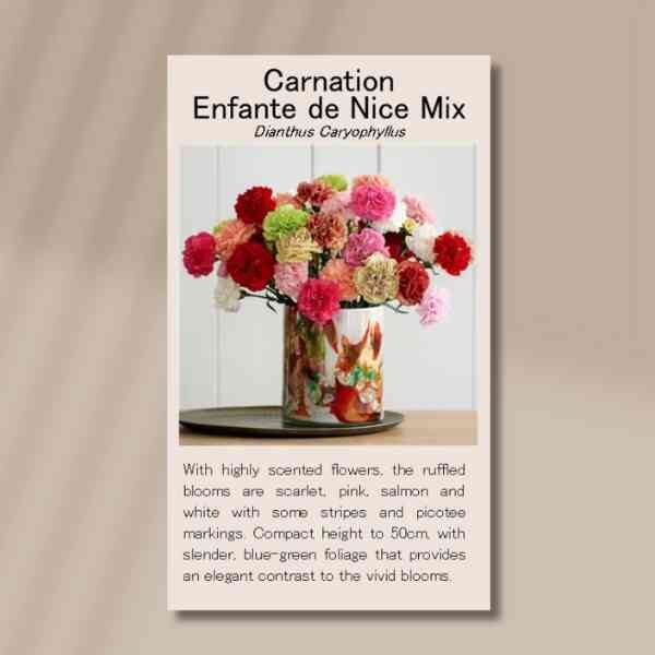 carnation-front carnation-front