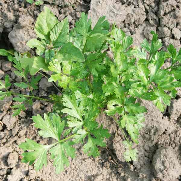 hamburg-root-parsley-seeds-2 hamburg-root-parsley-seeds-2