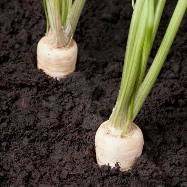 hamburg-root-parsley-seeds=1 hamburg-root-parsley-seeds=1