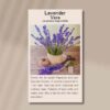 lavender-vera-front