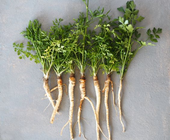 Hamburg Rooted Parsley