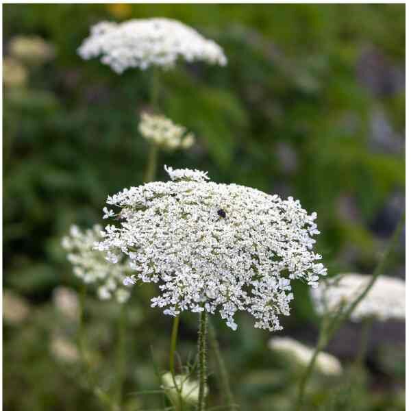 queen-annes-lace-seeds-1 queen-annes-lace-seeds-1