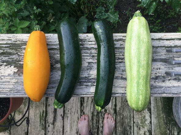 Zucchinis from Sowing to Harvest