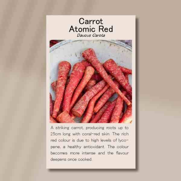carrot-atomic-back carrot-atomic-back