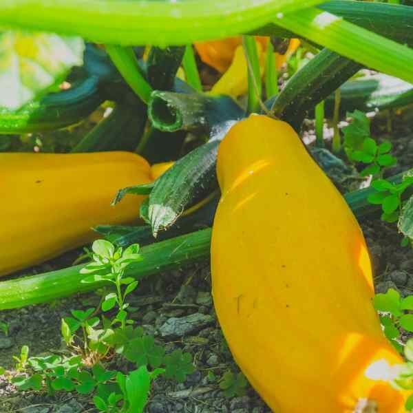 golden-zucchini-seeds-1 golden-zucchini-seeds-1