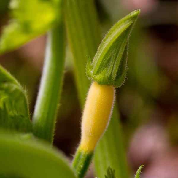 golden-zucchini-seeds-2 golden-zucchini-seeds-2