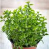 greek-oregano-seeds-3