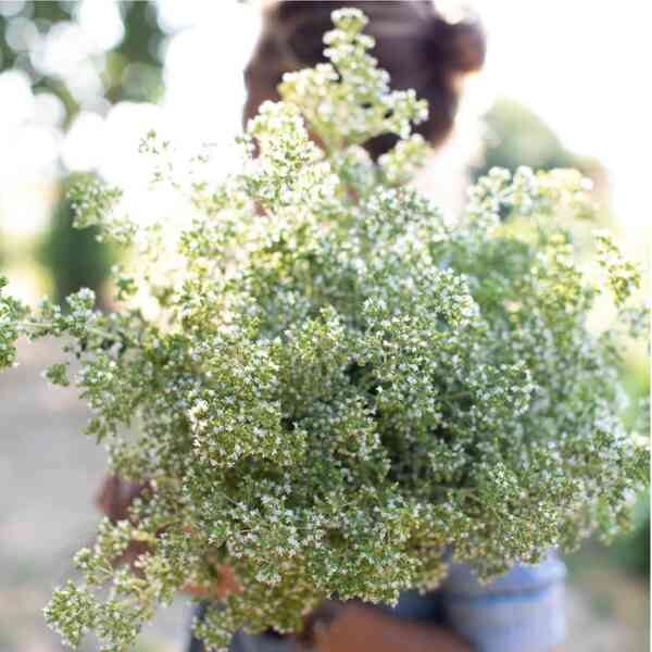 greek-oregano-seeds-4 greek-oregano-seeds-4