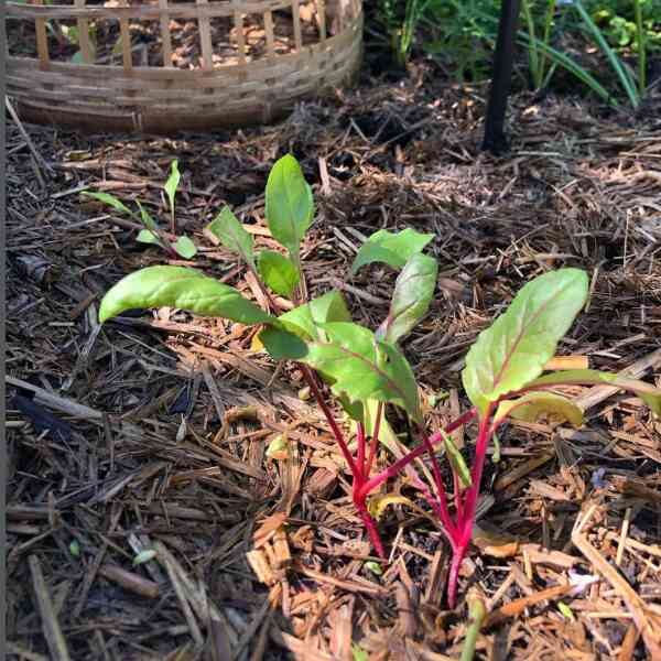 silverbeet-magenta-seeds-2 silverbeet-magenta-seeds-2