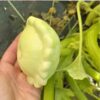squash-bennings-green tint-seeds-2