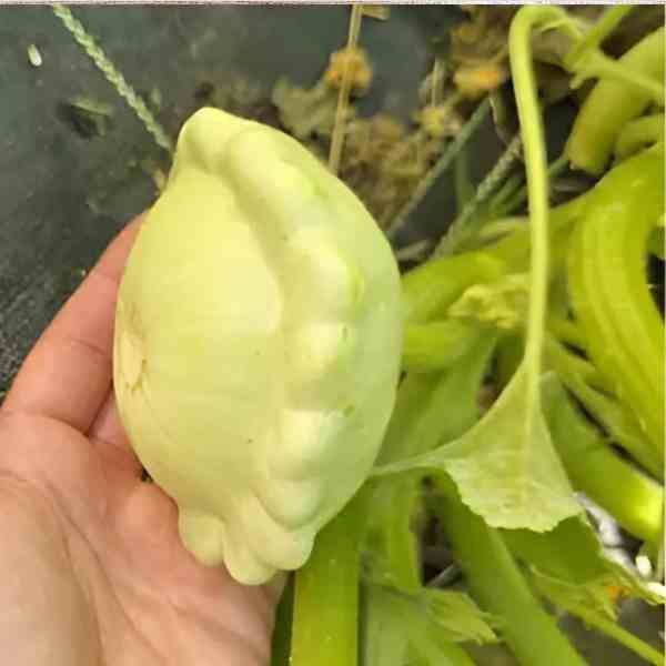 squash-bennings-green tint-seeds-2 squash-bennings-green tint-seeds-2