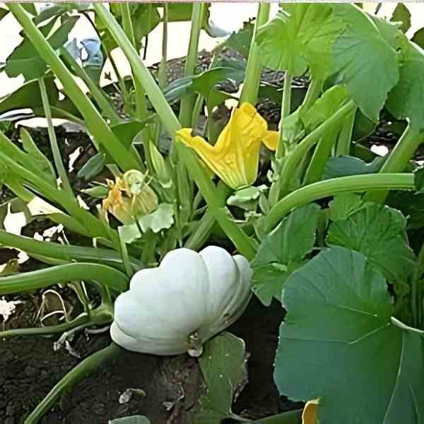 squash-bennings-green tint-seeds-3 squash-bennings-green tint-seeds-3
