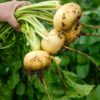 turnip-golden-globe-seeds-4
