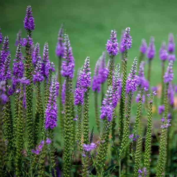 veronica-seeds-1 veronica-seeds-1