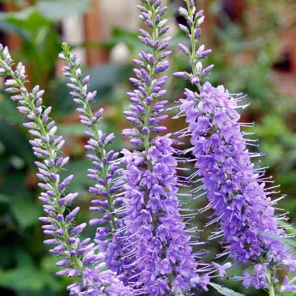 veronica-seeds-3 veronica-seeds-3