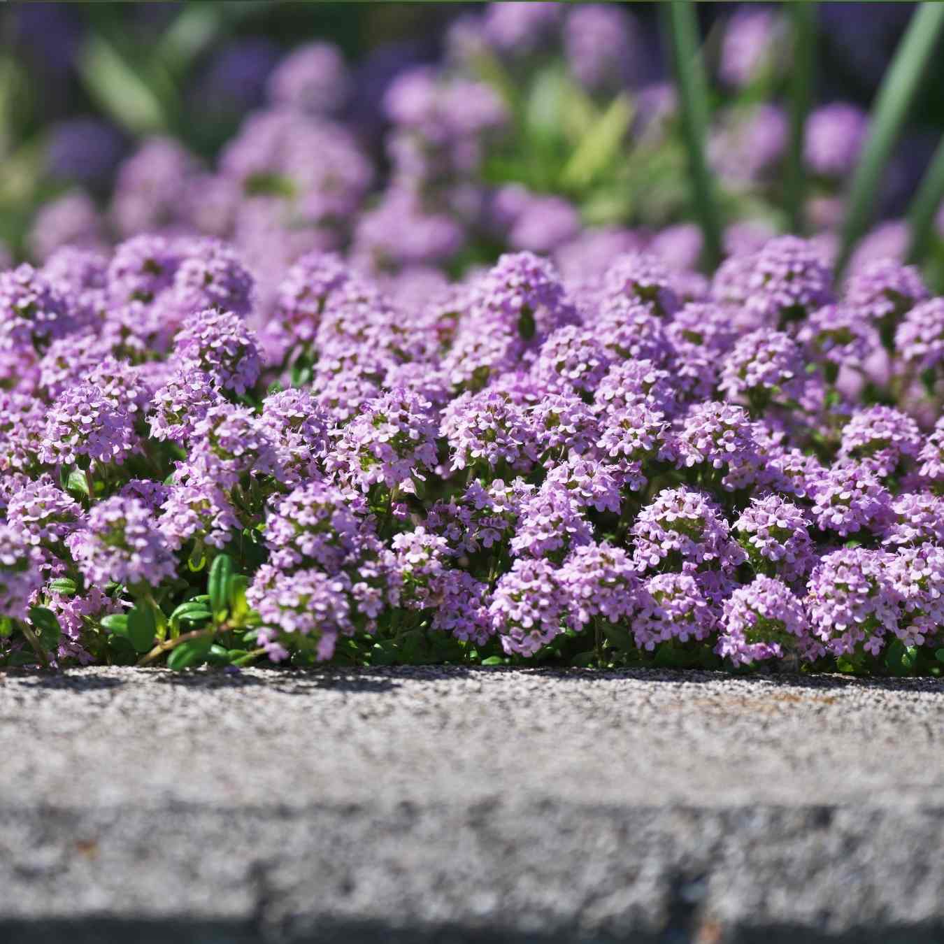 thyme wild seeds 3 1