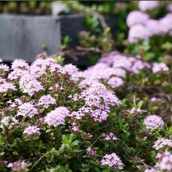 thyme-wild-seeds-3 thyme-wild-seeds-3