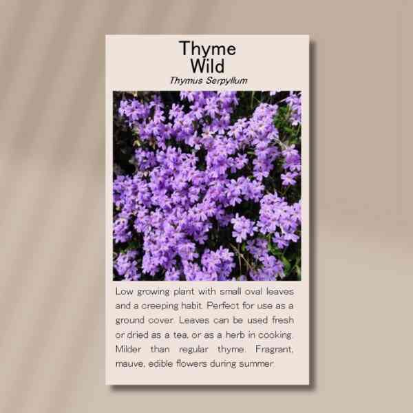 wild-thyme-front wild-thyme-front