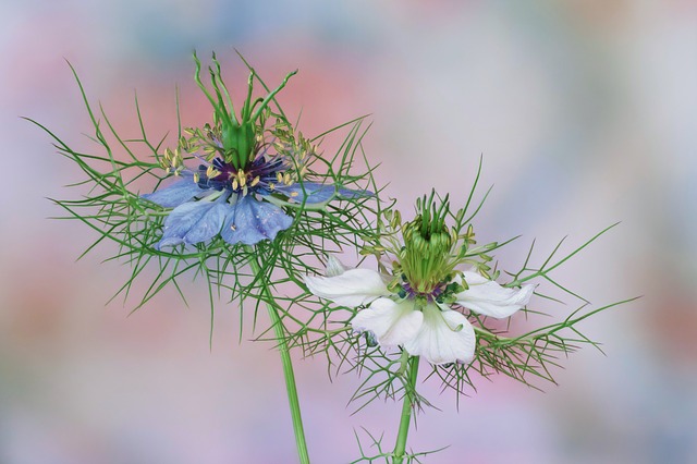 Growing Nigella