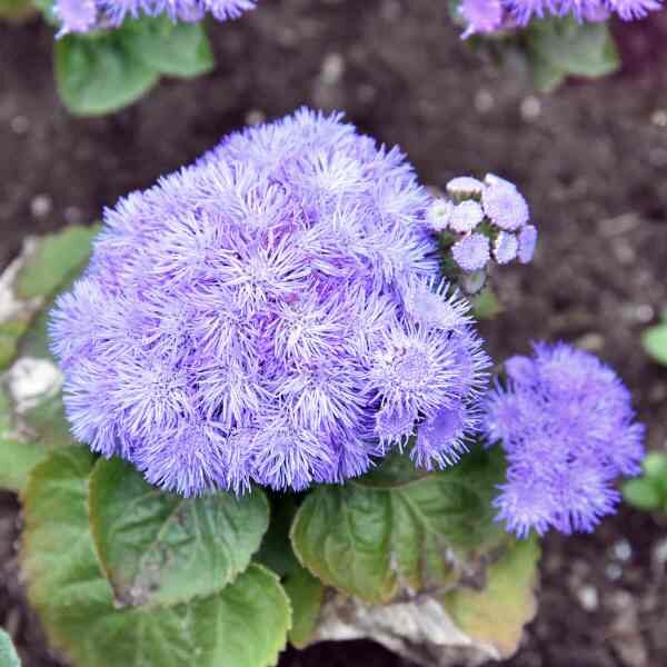 ageratum-blue-boy-seeds-1 ageratum-blue-boy-seeds-1