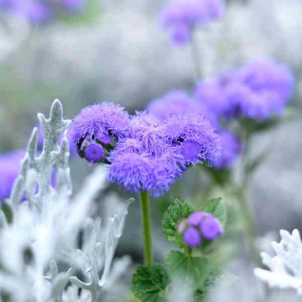 ageratum-blue-boy-seeds-3 ageratum-blue-boy-seeds-3